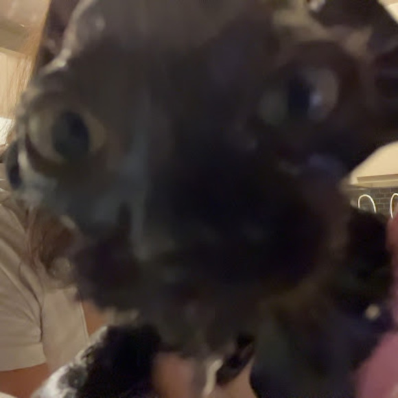 Meet your Posher, Leila - Picture 1 of 1